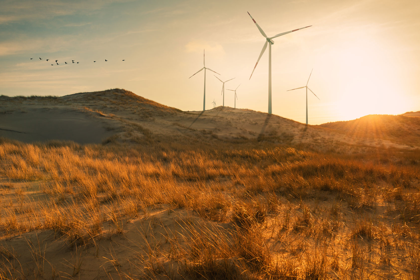 Bild: Windräder auf einem Feld im Sonnenuntergang